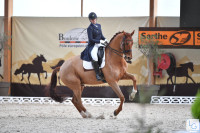Vente de cheval : Goldstar